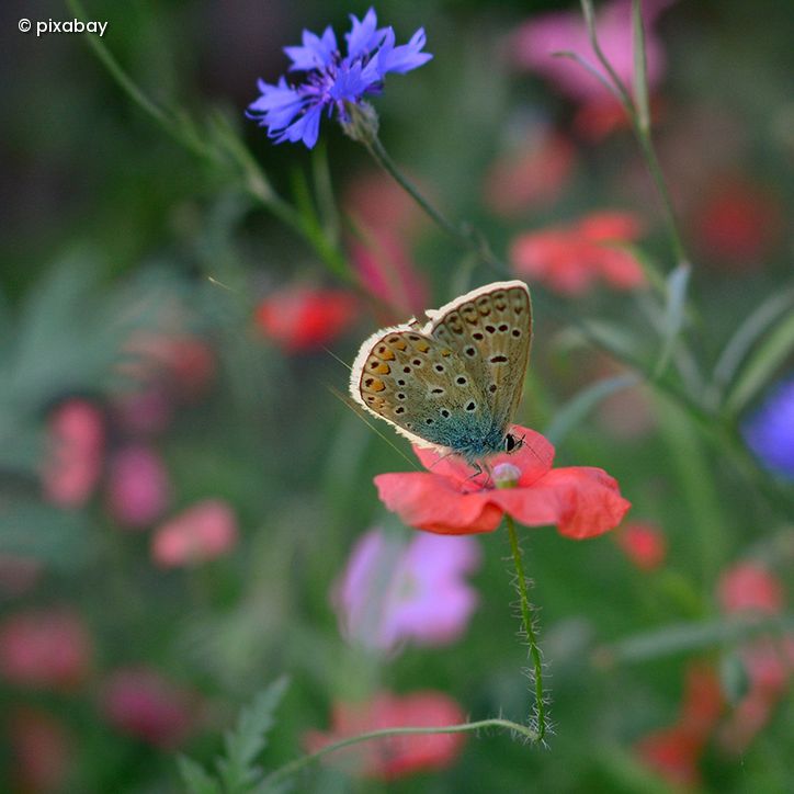 Schmetterling auf Blüte
