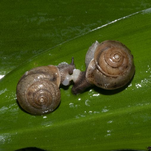 Zwei Schnecken auf Blatt