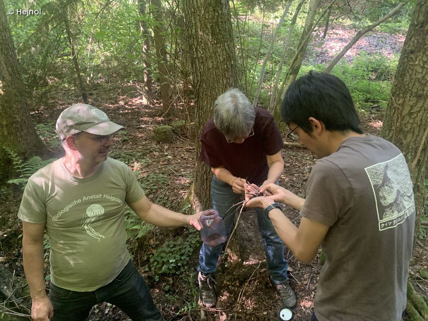 3 Forscher, die im Wald etwas untersuchen