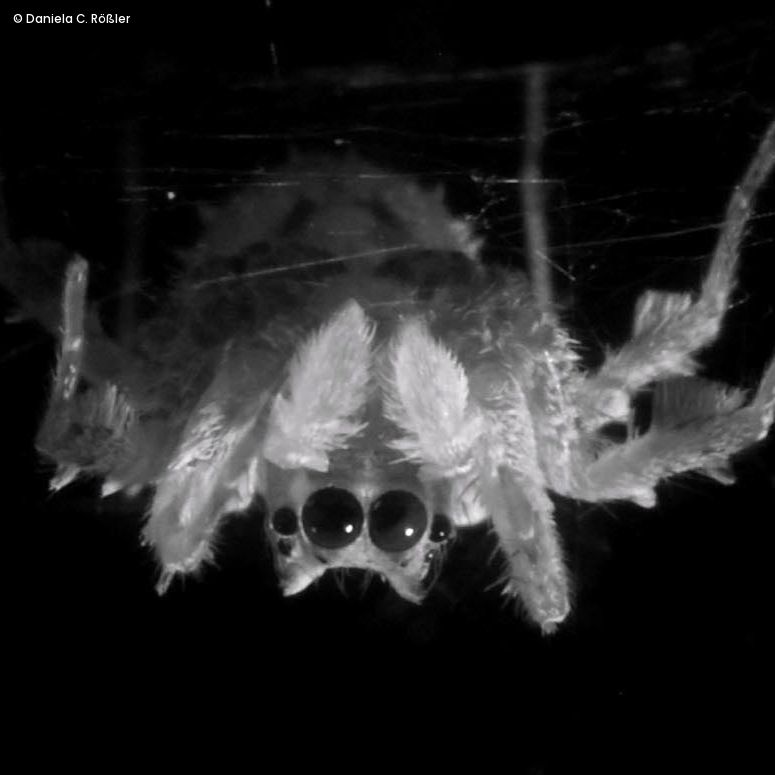 Die Spinne Portia fimbriata hängt kopfüber in Schlafhaltung unter ihrem selbstgesponnenen Netz