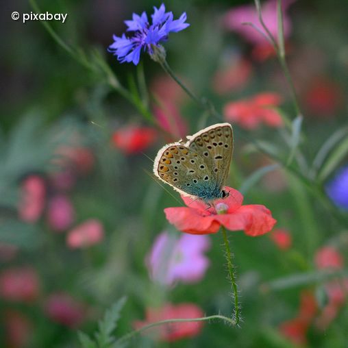 Schmetterling auf Blüte
