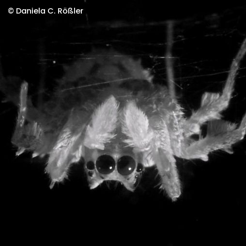 Die Spinne Portia fimbriata hängt kopfüber in Schlafhaltung unter ihrem selbstgesponnenen Netz