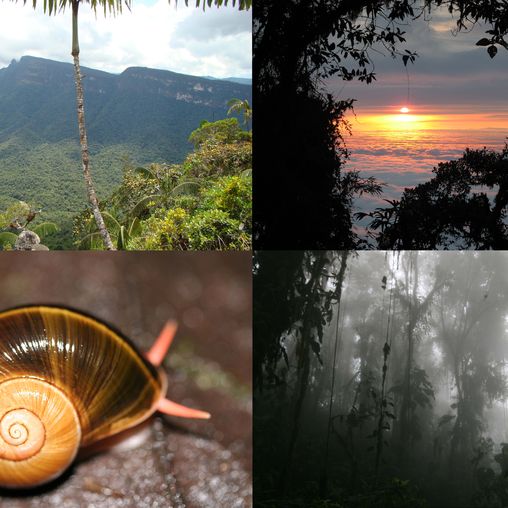 Collage aus 3 Landschaftsbildern und 1 Bild einer Schnecke