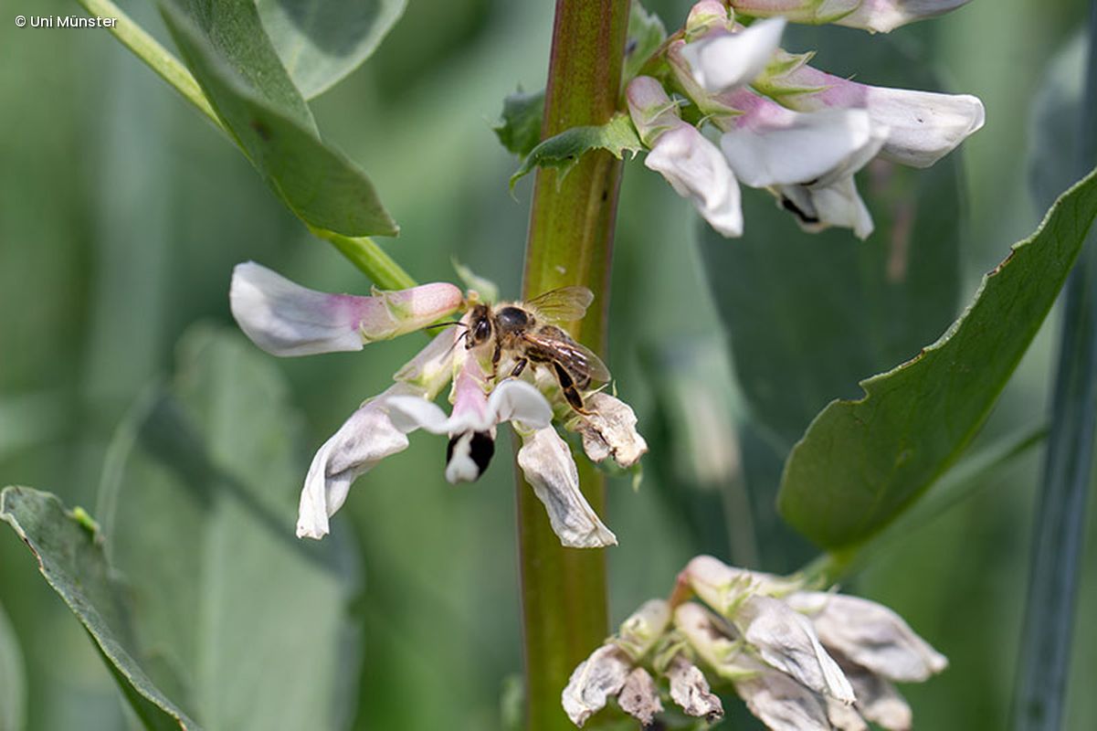 Biene an Blume
