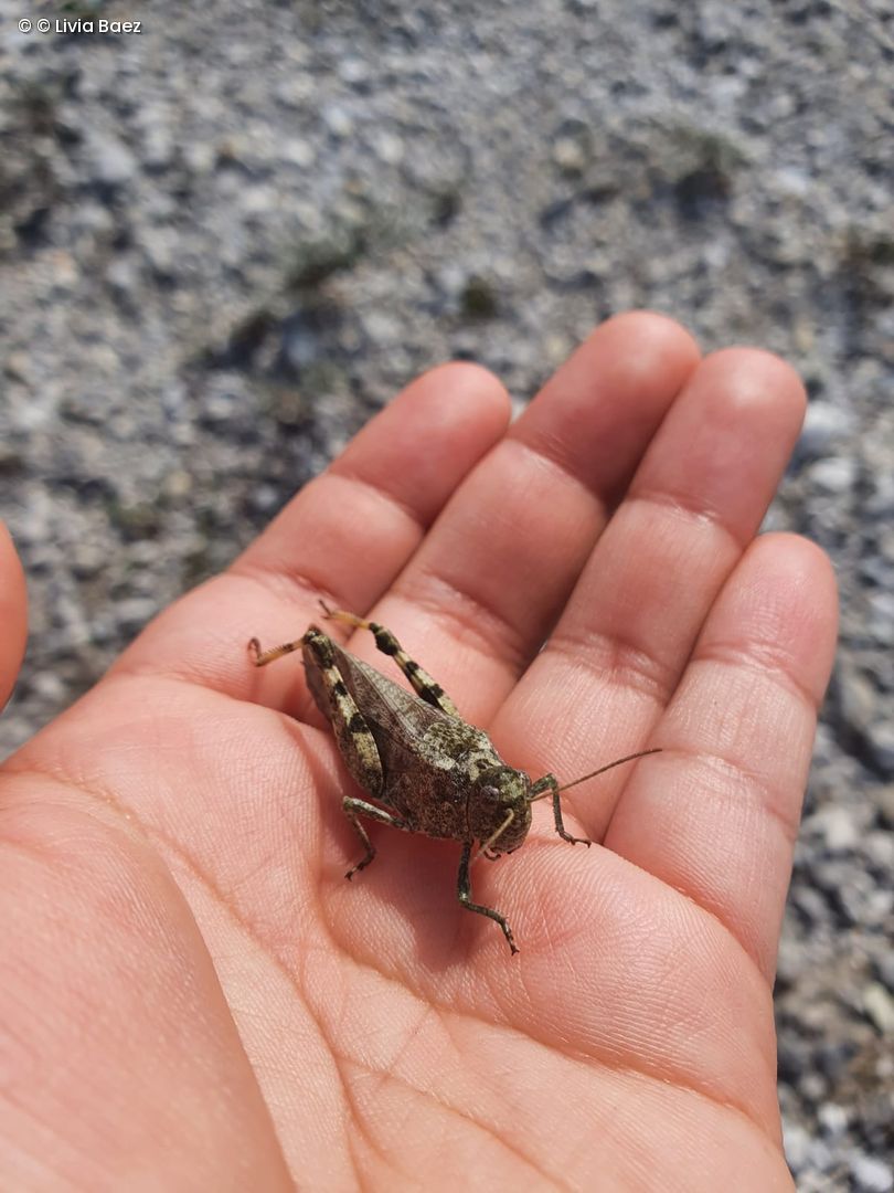 Gefleckte Schnarrschrecke