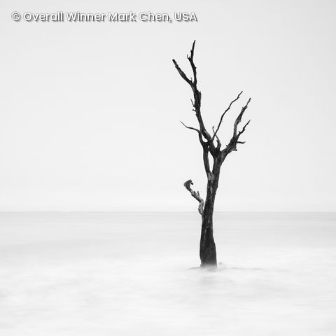 Baum ohne Blätter in Schwarz-Weiß