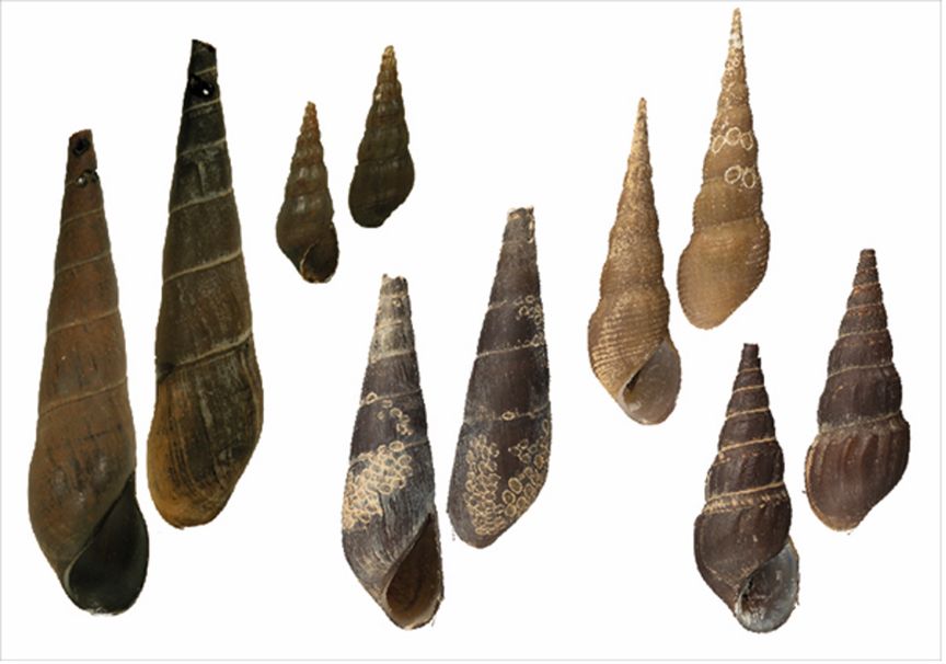 mehrere spitze Muscheln