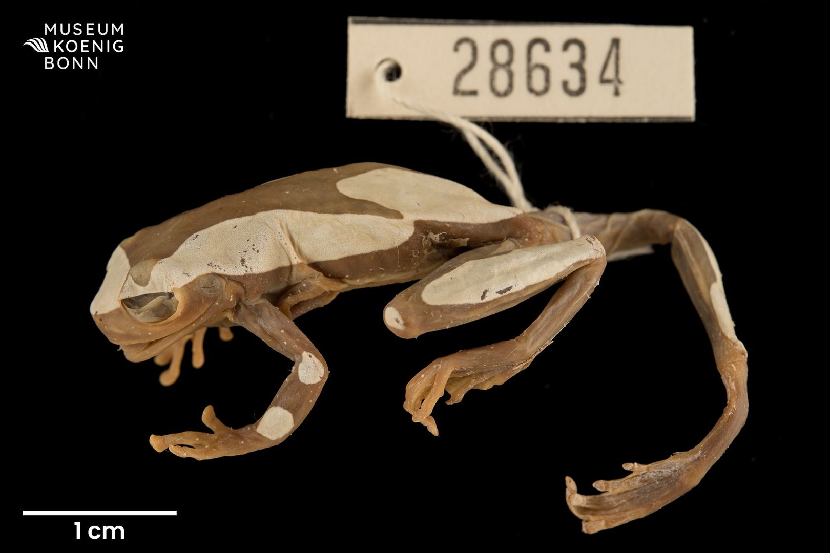 Dendropsophus leucophyllatus