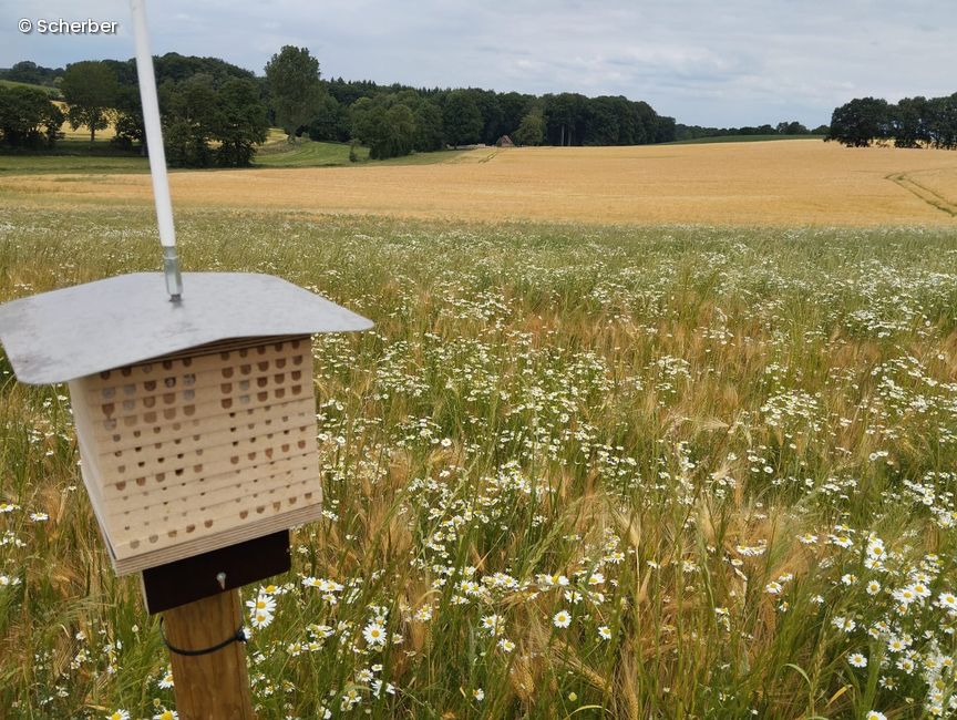 Bienenhotel vor einem Feld