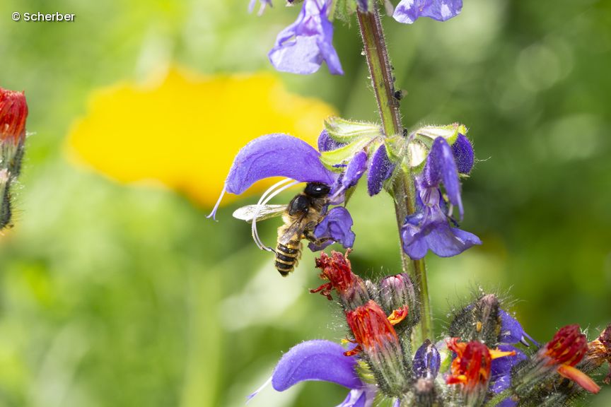Biene trinkt aus lila Blüte