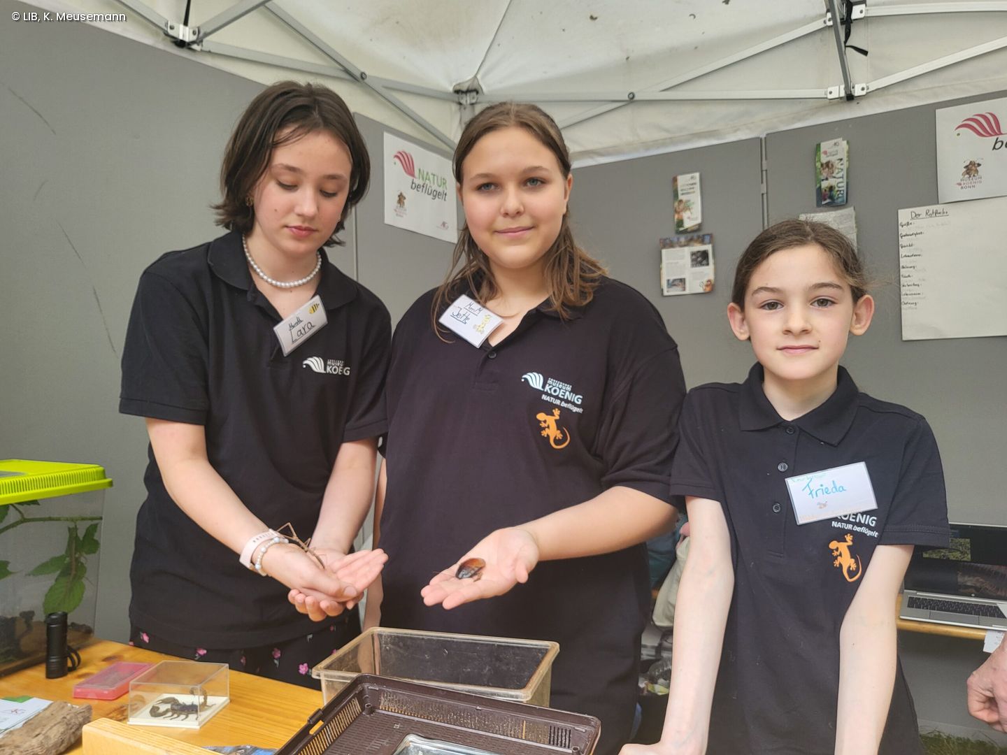 Natur beflügelt-Team stellt Insekten vor auf dem Museumsmeilenfest