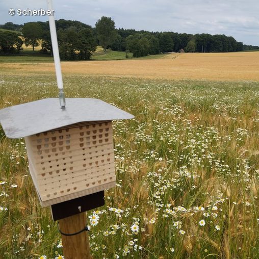 Bienenhotel vor einem Feld