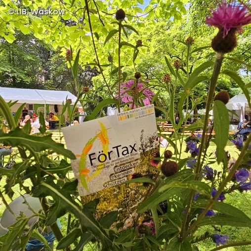 FörTax-Schild in Topf mit Wildblumen