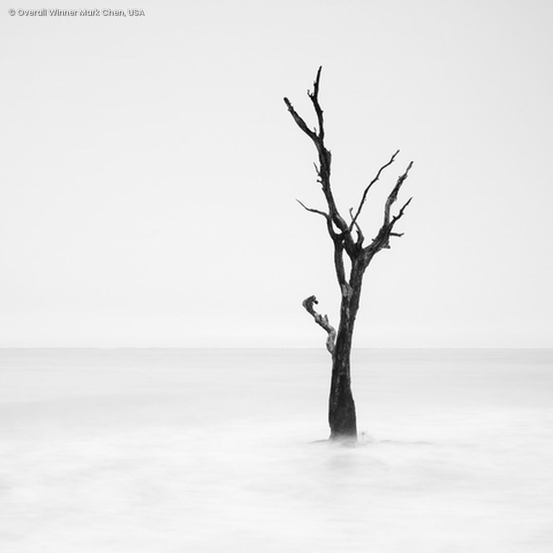 Baum ohne Blätter in Schwarz-Weiß