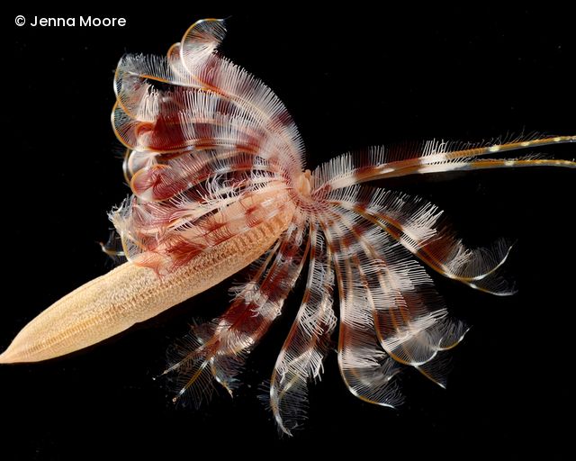 Transparent fan-shaped marine worm with numerous fine feather-like appendages against a black background